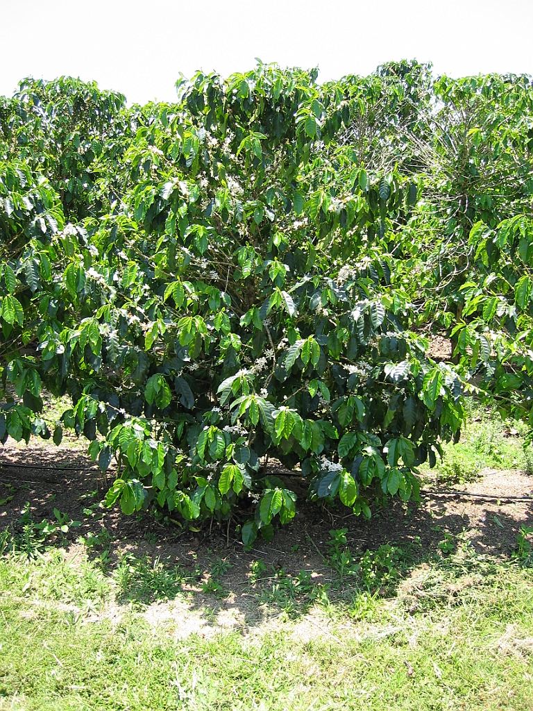 057 Jaques Coffee.jpg